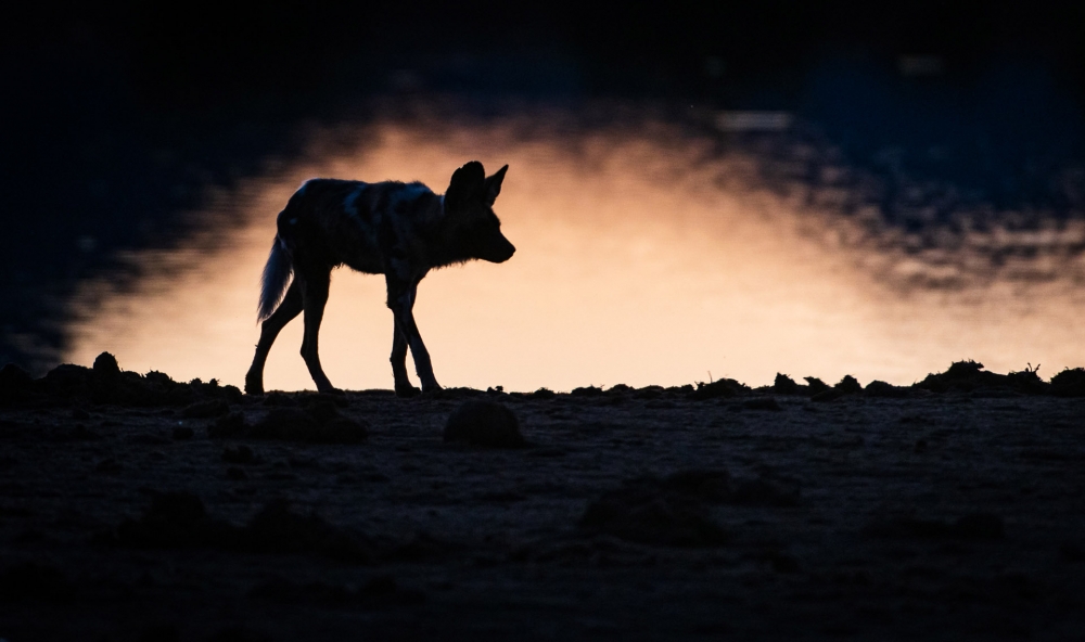 South African Safari