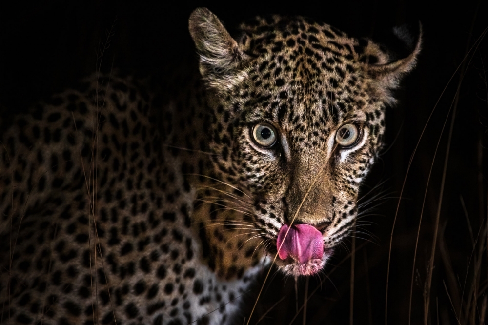 South African Safari