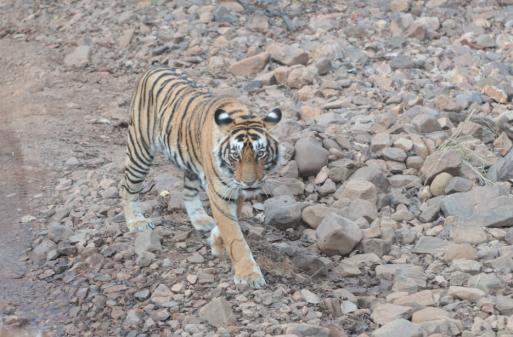 Explore Wildlife in Rajasthan - Jhalana (Leopard) -Ranthambore (Tiger) - Bera (Leopard)