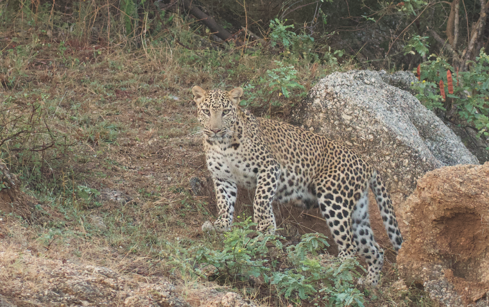 Explore Wildlife in Rajasthan - Jhalana (Leopard) -Ranthambore (Tiger) - Bera (Leopard)