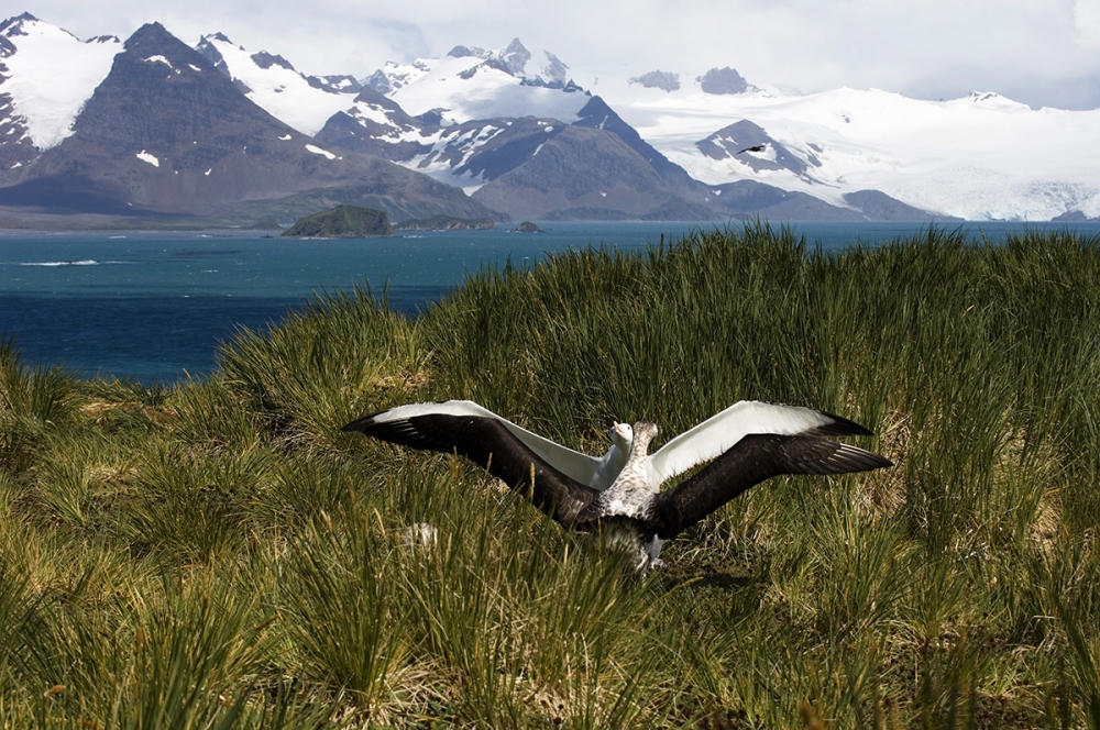 South Georgia - Onboard Vinson of Antarctica