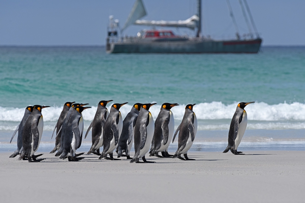 South Georgia - Onboard Vinson of Antarctica