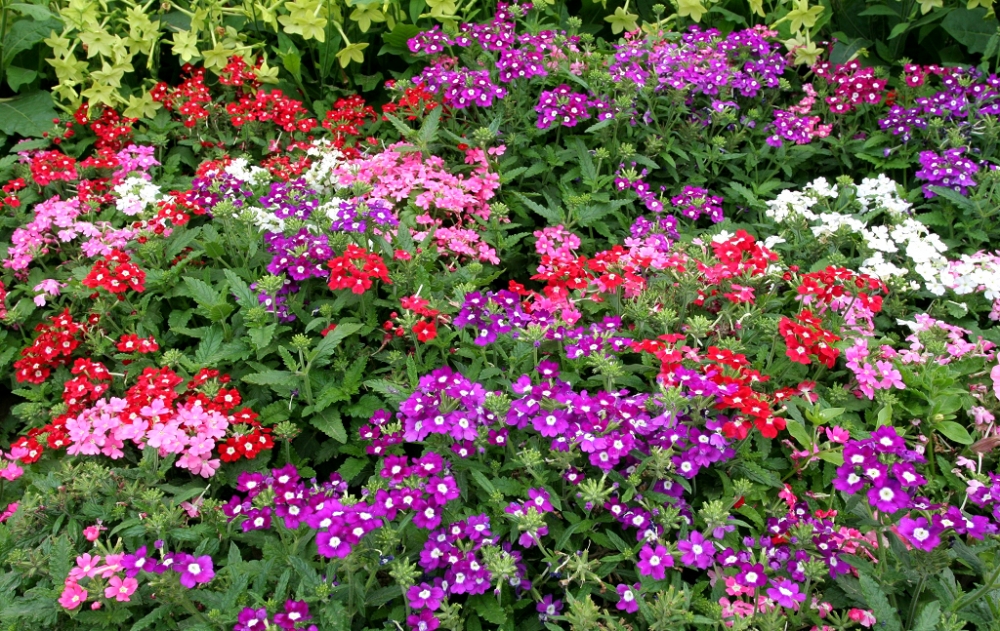 Lot de 10 pots de Verveine pour le jardin ou fleurir vos jardinières Lot de 10 pots de Verveine pour le jardin ou fleurir vos jardinières