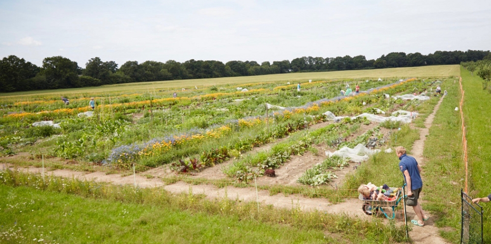 Bio-Gemüsegarten München Nord