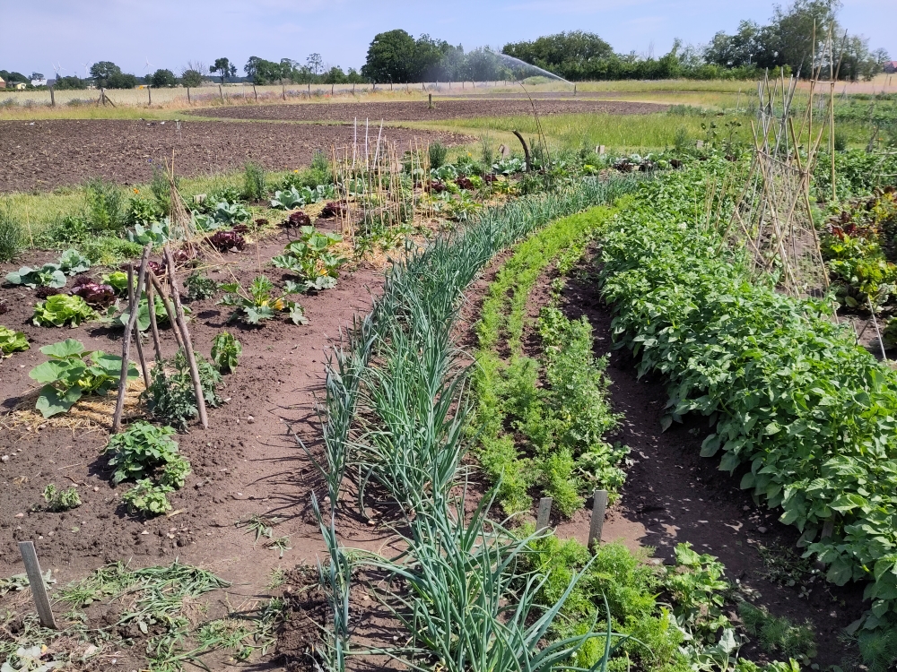 bauerngarten Ahrensfelde - Gemüse-Parzelle am Stadtrand von Berlin