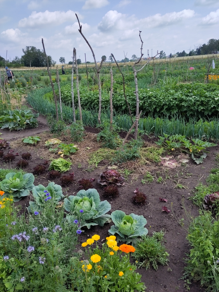 bauerngarten Ahrensfelde - Gemüse-Parzelle am Stadtrand von Berlin