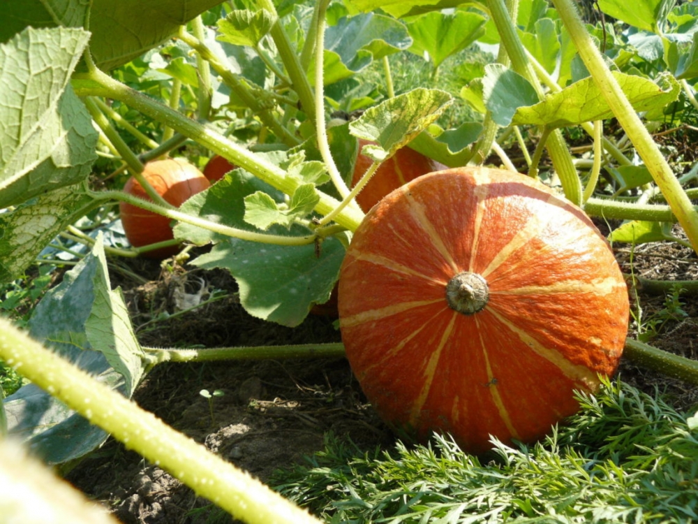 bauerngarten Havelmathen - Gemüse-Parzelle am Stadtrand von Berlin