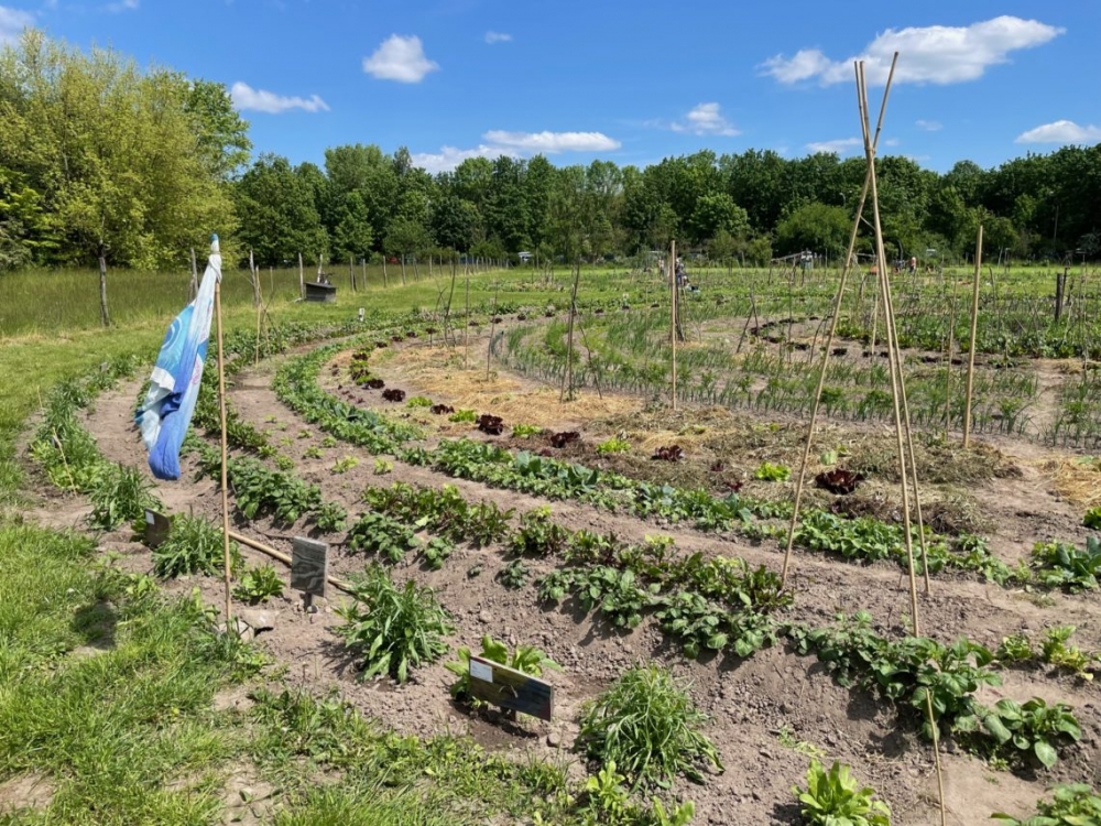 bauerngarten Pankow - Gemüse-Parzelle am Stadtrand von Berlin