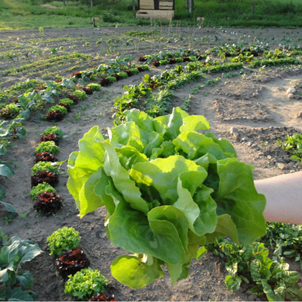 bauerngarten Havelmathen - Gemüse-Parzelle am Stadtrand von Berlin