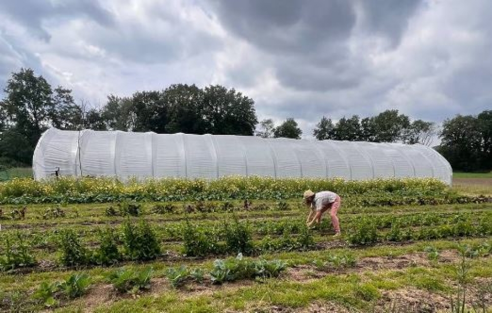 Gemüse, Kräuter, Blumen & Stecklinge - regional & saisonal | 100% biologisch | #Freilandwerk