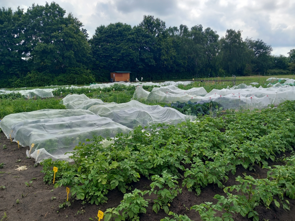 Mietgarten in Herne - meine ernte