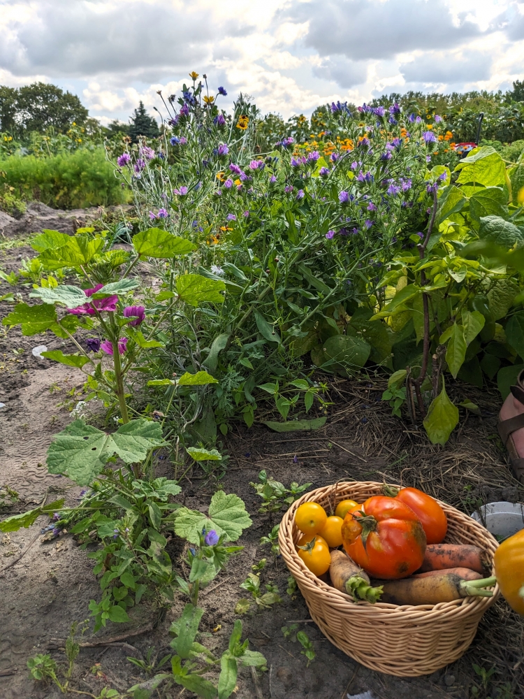 Mietgarten in Stuttgart - meine ernte Fläche Vaihinger Weg