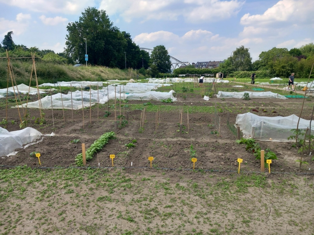 Mietgarten in Düsseldorf / Hamm - meine ernte