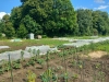 Mietgarten in Dortmund / Kirchderne - meine ernte