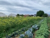 Mietgarten in Böbingen Pfalz - meine ernte