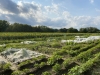 Mietgarten in Dortmund / Kirchderne - meine ernte