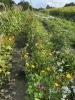 Mietgarten in Dortmund / Kirchderne - meine ernte