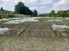 Mietgarten in Düsseldorf / Hamm - meine ernte