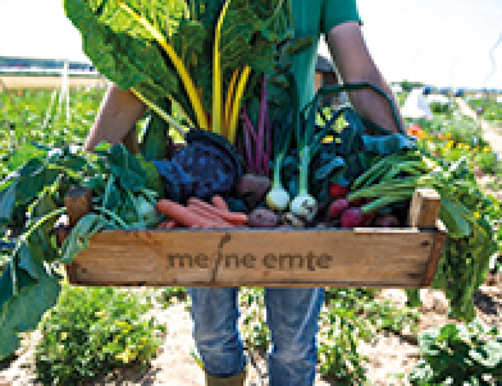 Mietgarten in Lübeck - meine ernte