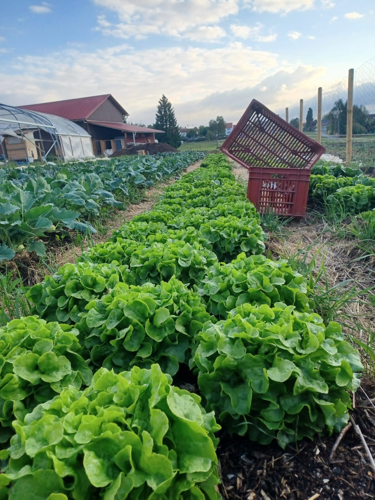 Solidarische Landwirtschaft Inneringen e.V.