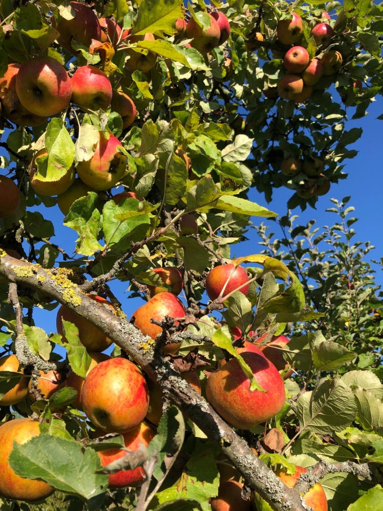Obstbaumschnittkurs nach Öschberg (21.-23.03.2025)