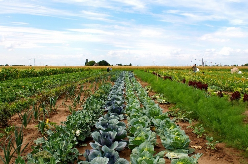 Mietgarten in Dresden - meine ernte