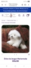 Chien marionnette 