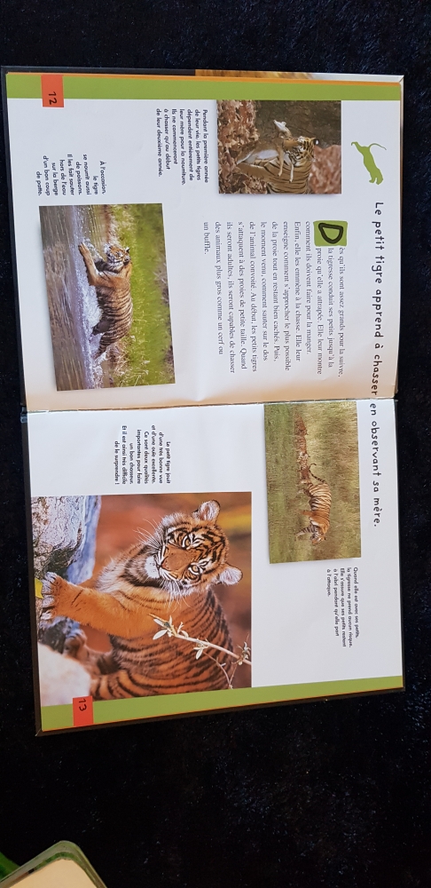 Qui es tu ? LE PETIT TIGRE