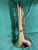 Euphonium Sib Wilson 2900TA