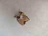 Ligature saxophone tenor Brilhart