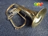 Bugle sib Winged