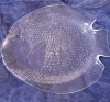 5 assiettes poisson et 1 grand plat forme poisson de Arcoroc, 1970'S