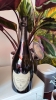 Dom Perignon Vintage 2015