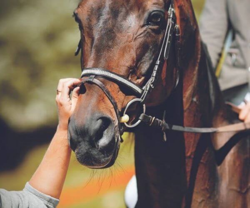 3 hours with my Horse