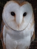 Animal Encounters with the Petsman 