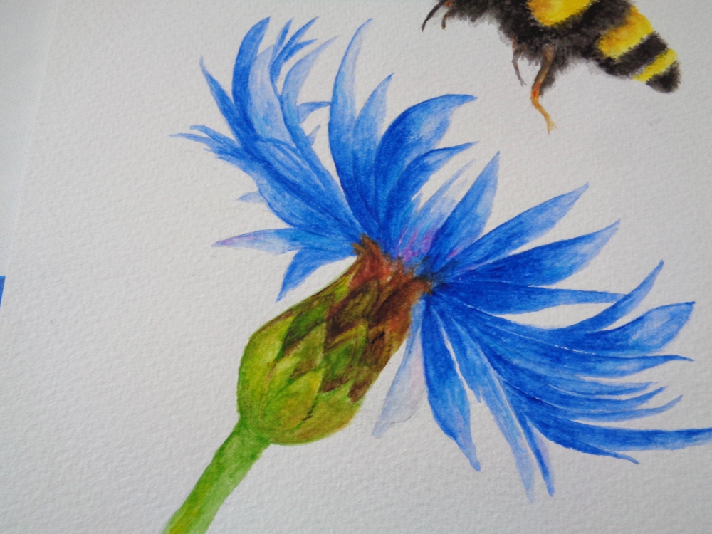 Bumblebee and Cornflower