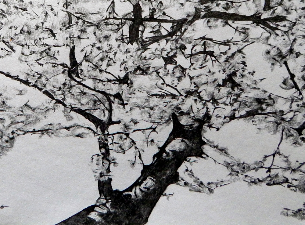 Blossom study