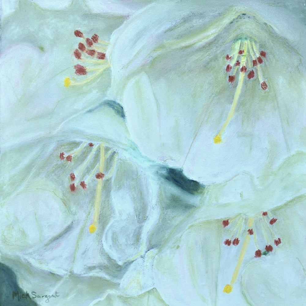 White Rhododendron