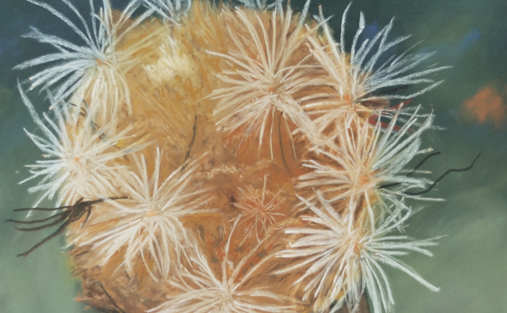 Cynara Ranunculus Seed Head