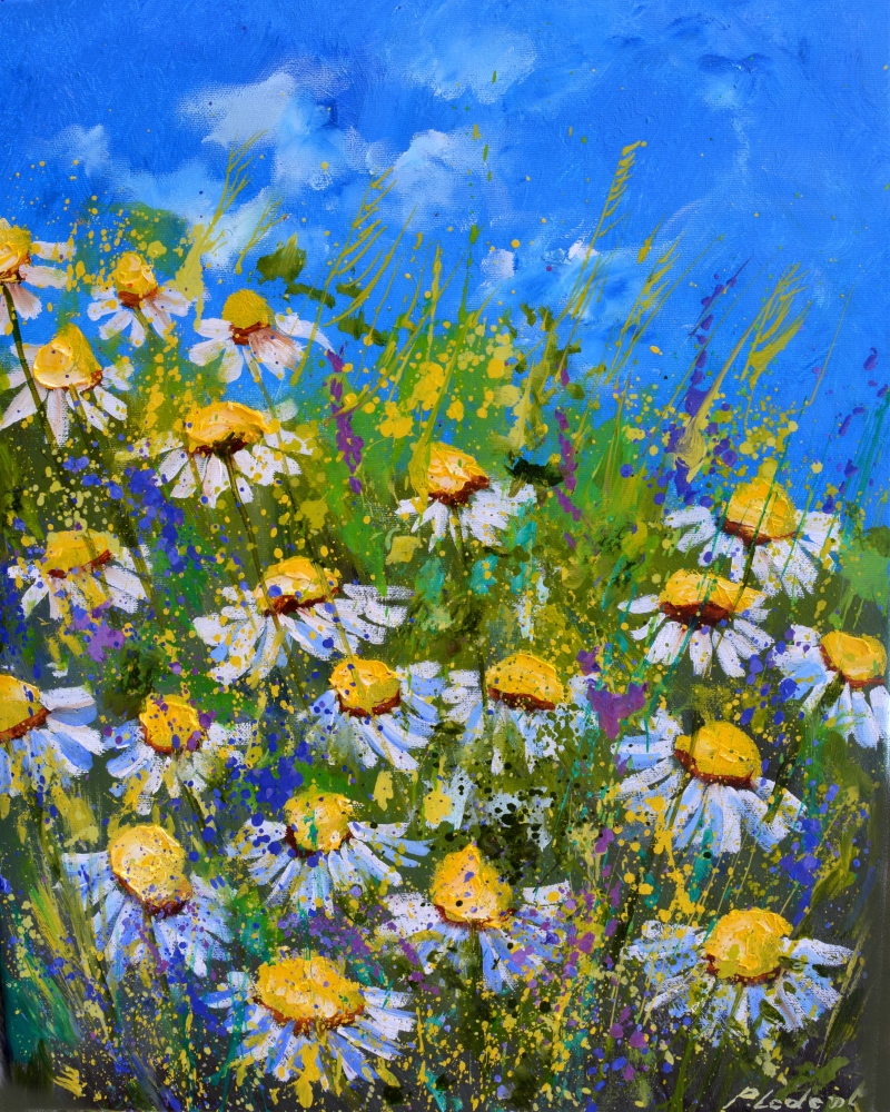 Daisies in a field