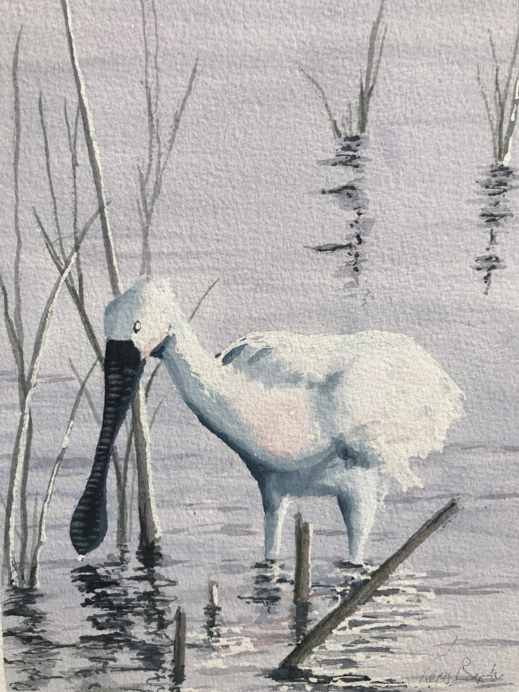 Spoonbill