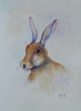 Worried Hare