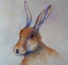 Worried Hare