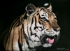 Tiger - Original Large Pastel Painting Wall Decor Portrait ART SIGNED Deimante Bruzguliene