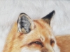 Winters Fox