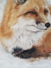 Winters Fox