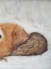 Winters Fox