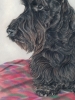 Scottie Pose