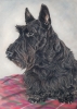 Scottie Pose