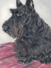 Scottie Pose